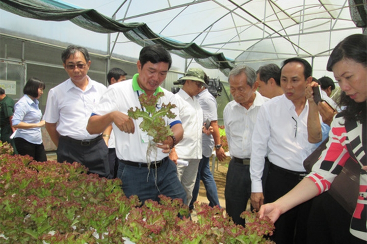 Mô hình trồng rau thủy canh công nghệ cao tại huyện Củ Chi (TP Hồ Chí Minh).